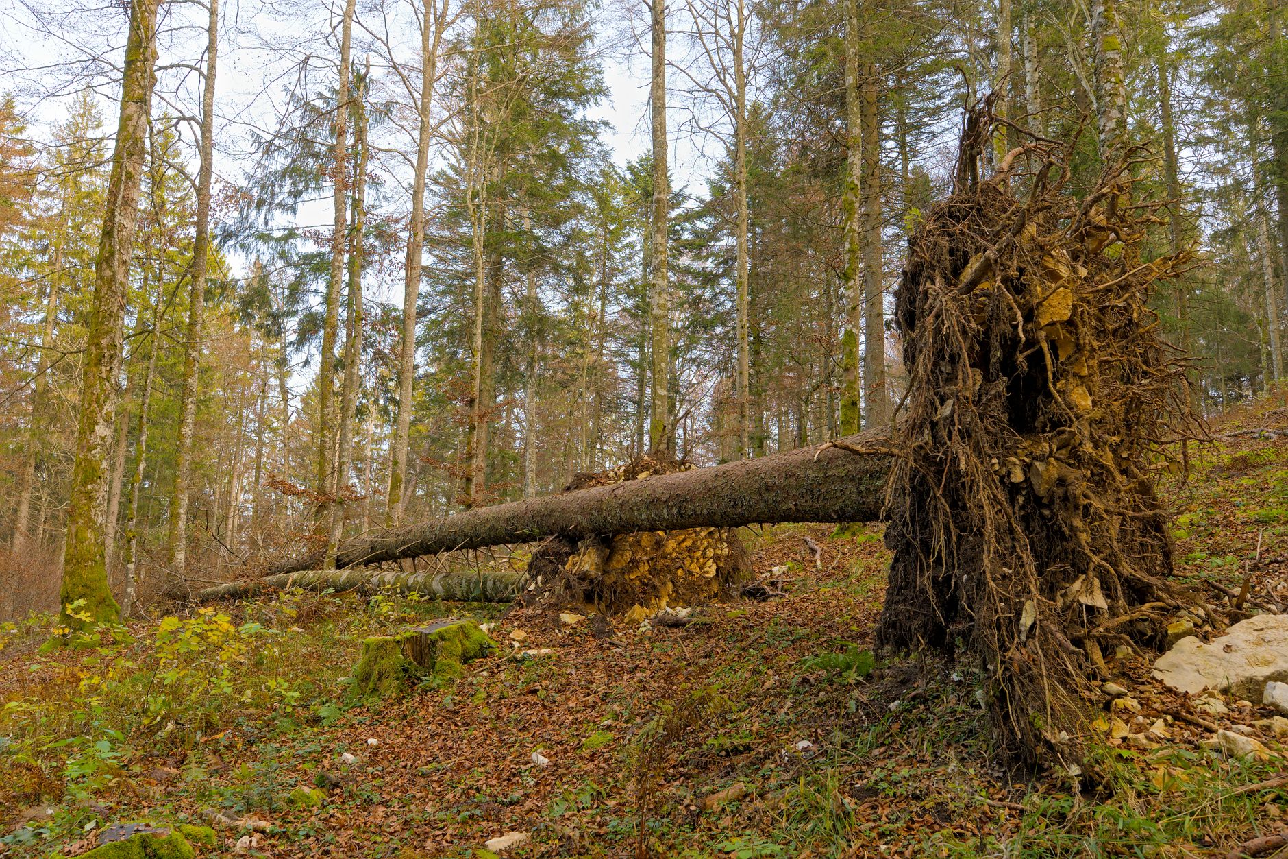 Enlèvement arbre urgence équipe à Bayonne